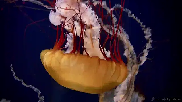 streamy test11 online show from December 2025 02:23:01 PM