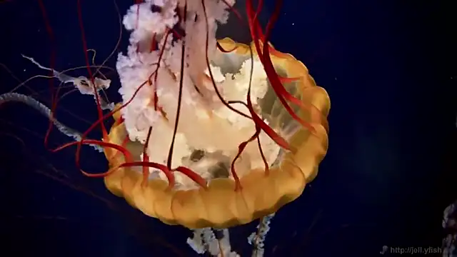 streamy test11 online show from October 2025 03:53:01 PM