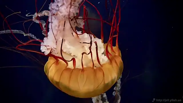 streamy test11 online show from February 2026 01:23:01 PM