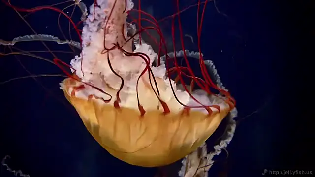 streamy test11 online show from April 2026 12:06:01 PM