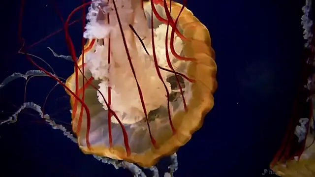 streamy test11 online show from December 2025 01:43:02 PM