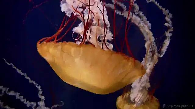 streamy test11 online show from December 2025 10:19:02 AM