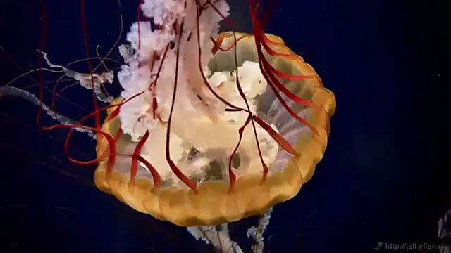 streamy test11 online show from April 2026 11:17:01 AM