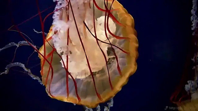 streamy test11 online show from March 2026 03:37:01 PM