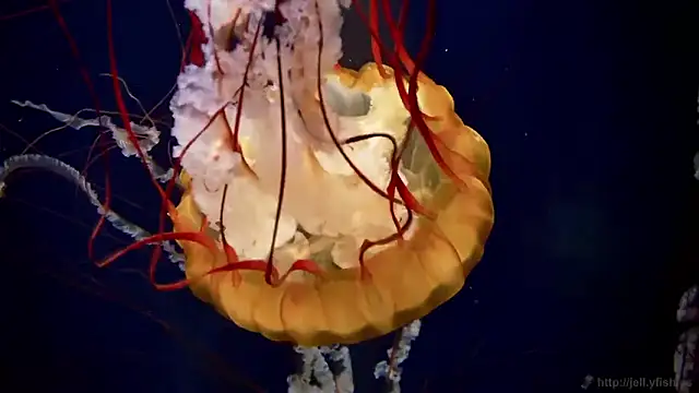 streamy test11 online show from February 2026 11:54:02 AM