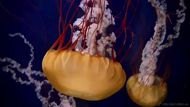 streamy test11 online show from December 2025 10:03:01 AM