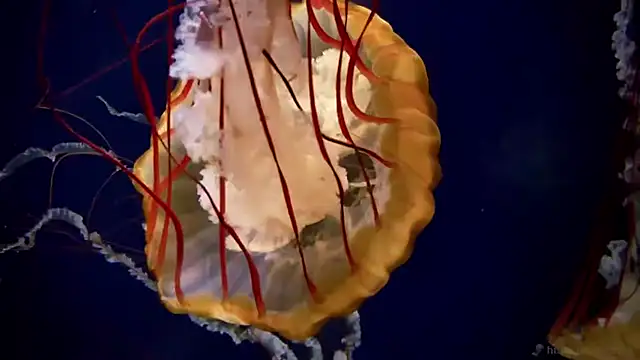 streamy test11 online show from April 2026 12:22:02 PM