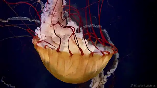 streamy test11 online show from April 2026 10:24:02 AM