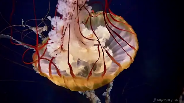 streamy test11 online show from November 2025 04:35:02 PM