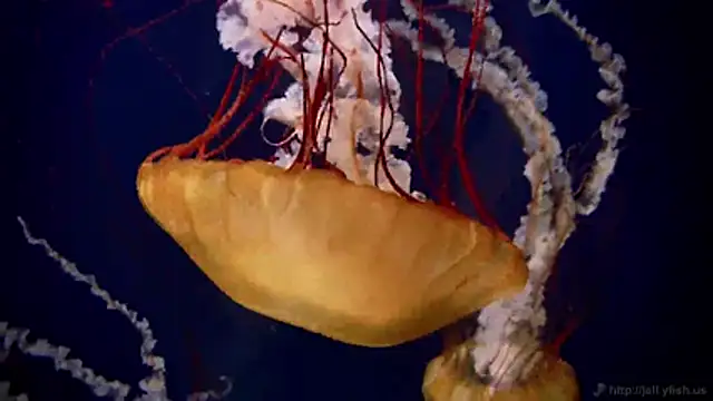 streamy test11 online show from March 2026 07:48:02 AM