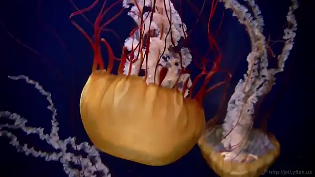 streamy test11 online show from March 2026 08:48:02 AM