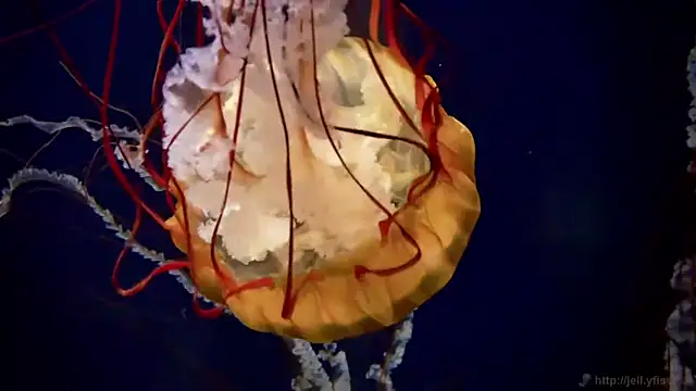 streamy test11 online show from April 2026 11:24:01 AM