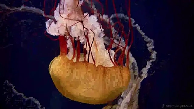 streamy test11 online show from April 2026 03:24:01 PM