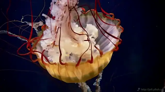 streamy test11 online show from December 2025 12:51:01 PM