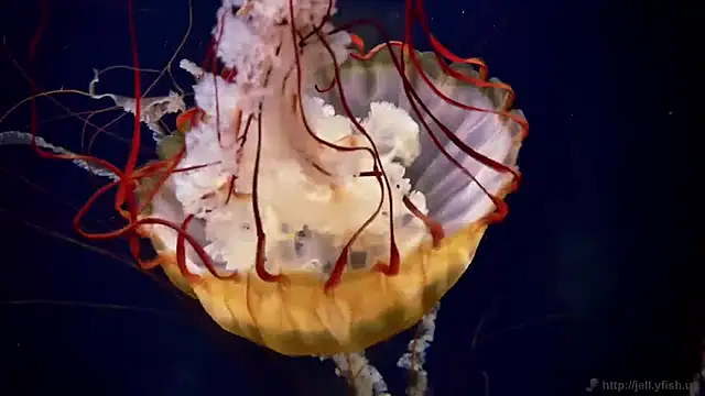 streamy test11 online show from April 2026 09:33:01 AM