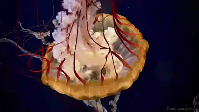 streamy test11 online show from April 2026 02:40:02 PM