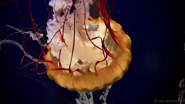 streamy test11 online show from March 2026 12:50:02 PM