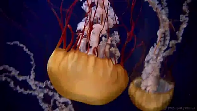 streamy test11 online show from March 2026 07:54:01 AM