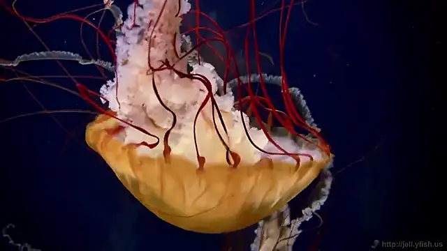 streamy test11 online show from January 2026 11:47:02 AM