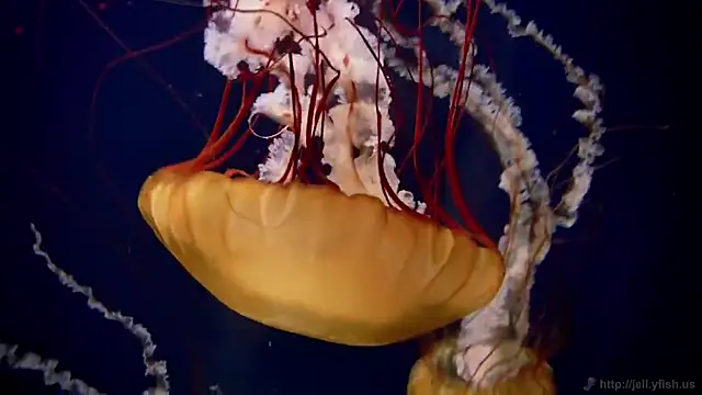 streamy test11 online show from November 2025 05:29:01 PM