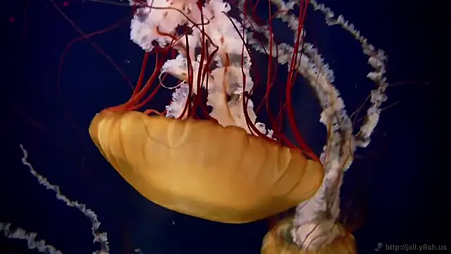 streamy test11 online show from March 2026 01:02:01 PM