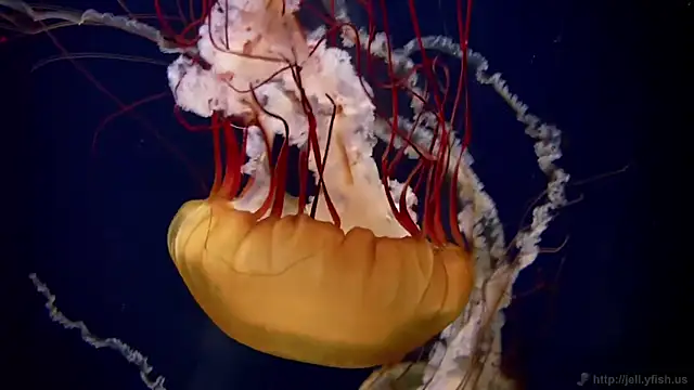 streamy test11 online show from March 2026 03:24:01 PM