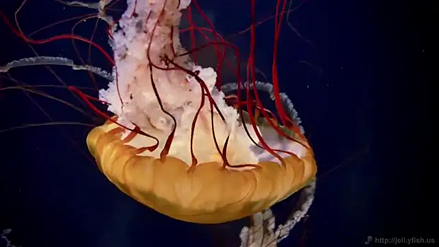 streamy test11 online show from November 2025 08:36:01 AM