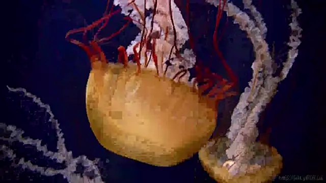 streamy test11 online show from April 2026 10:33:01 AM