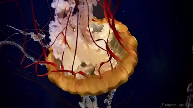 streamy test11 online show from October 2025 08:25:02 AM