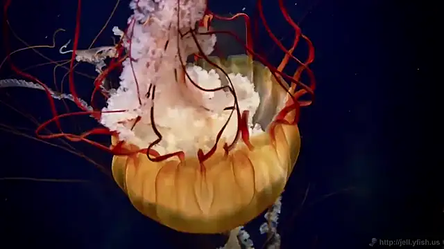 streamy test11 online show from March 2026 03:26:02 PM