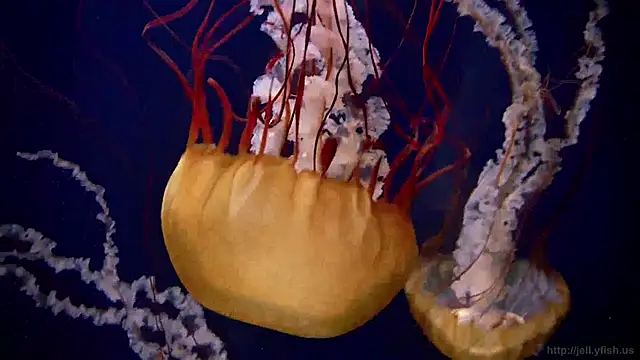 streamy test12 online show from April 2026 02:30:01 PM