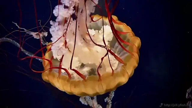 streamy test12 online show from April 2026 11:27:01 AM