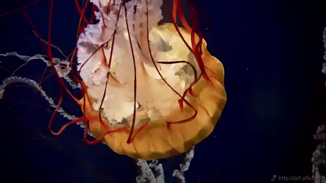 streamy test12 online show from October 2025 08:44:02 AM