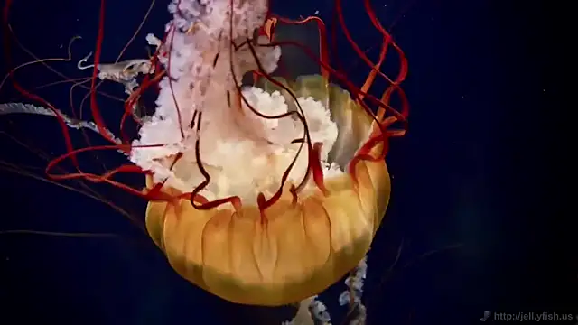 streamy test12 online show from March 2026 08:01:01 AM