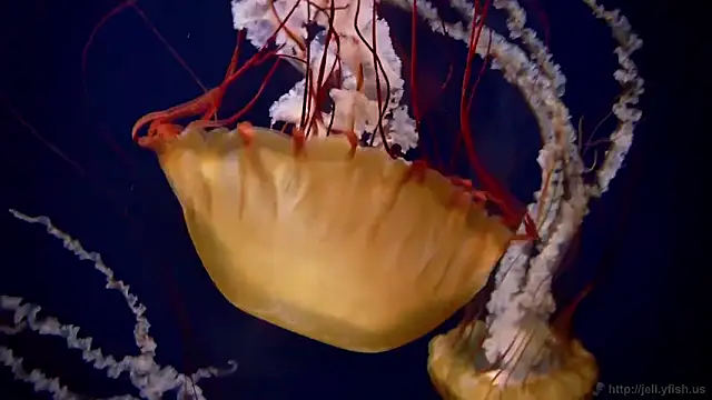 streamy test12 online show from February 2026 09:22:02 PM