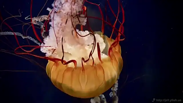 streamy test12 online show from October 2025 12:06:02 PM