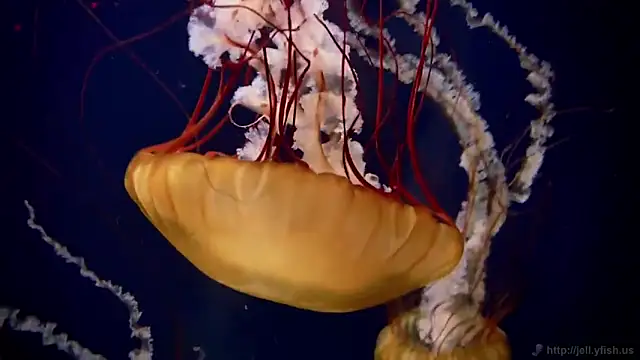 streamy test12 online show from November 2025 11:47:01 AM