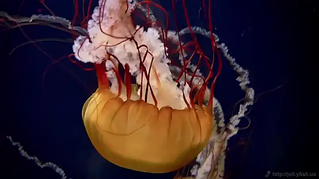 streamy test12 online show from February 2026 07:19:01 AM