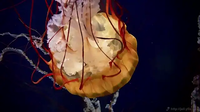 streamy test12 online show from November 2025 03:01:01 PM