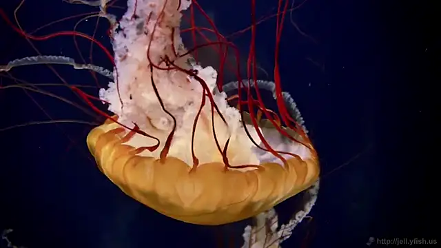 streamy test12 online show from January 2026 06:12:02 PM