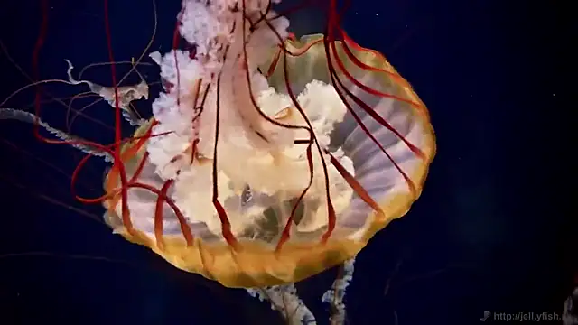 streamy test12 online show from December 2025 01:54:02 PM