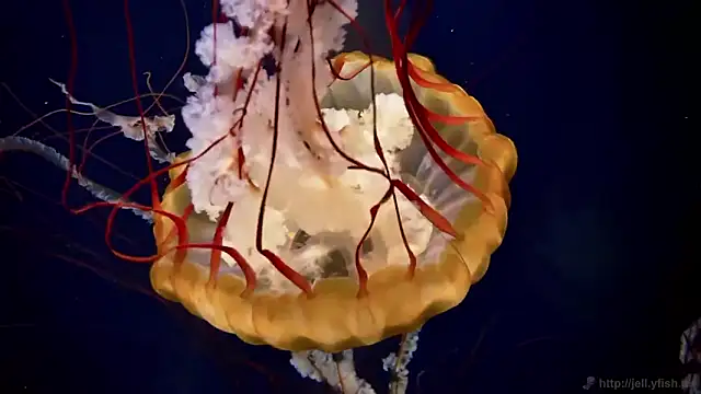 streamy test12 online show from February 2026 02:39:01 PM