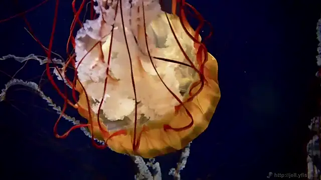 streamy test12 online show from March 2026 08:27:01 AM