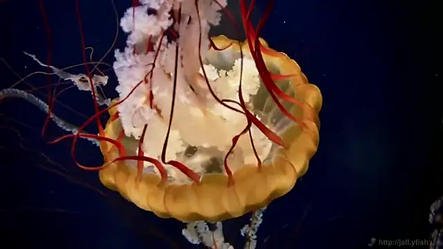 streamy test12 online show from March 2026 09:17:02 AM