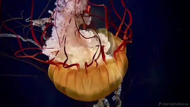 streamy test12 online show from April 2026 11:47:01 AM