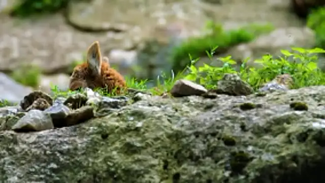 streamy test13 online show from January 2026 08:32:01 AM