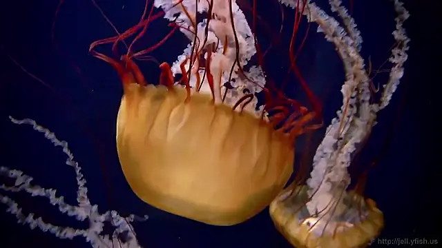 streamy test15 online show from February 2026 08:46:01 AM