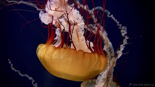 streamy test15 online show from March 2026 07:48:02 AM