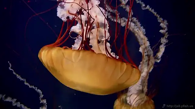 streamy test15 online show from January 2026 11:58:01 AM