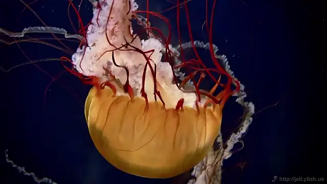 streamy test15 online show from February 2026 01:33:01 PM